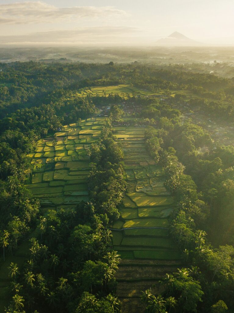Luchtfoto met rijstvelden Ubud Bali vakantie