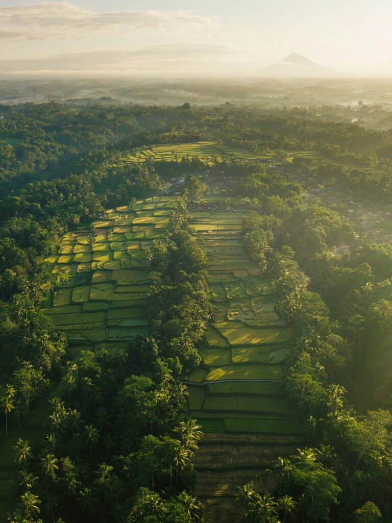 Luchtfoto met rijstvelden Ubud Bali vakantie
